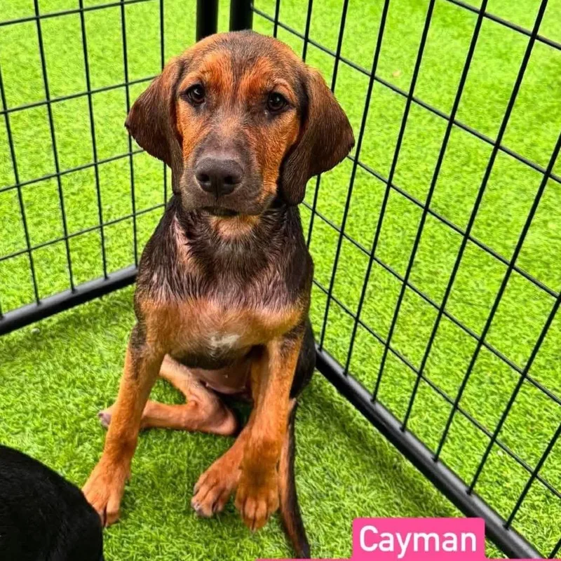 Cayman