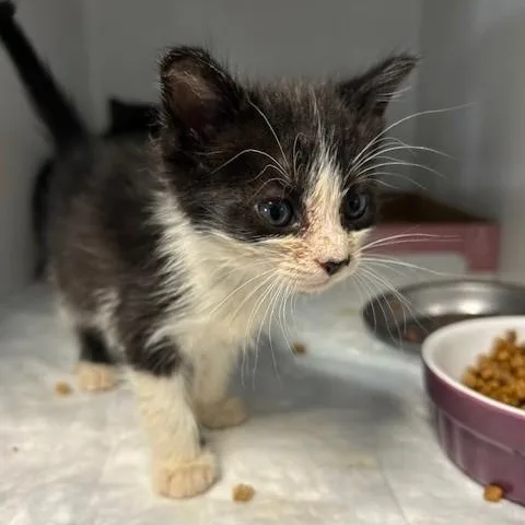 A baby small-sized male Black & White / Tuxedo Domestic Short Hair cat named Snape for adoption in Margate, FL
