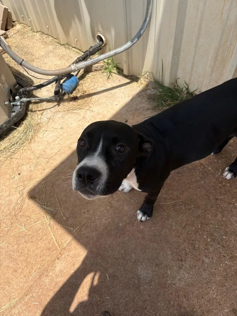 A baby medium-sized female Mixed Breed dog named Honey for adoption in Bossier City, LA