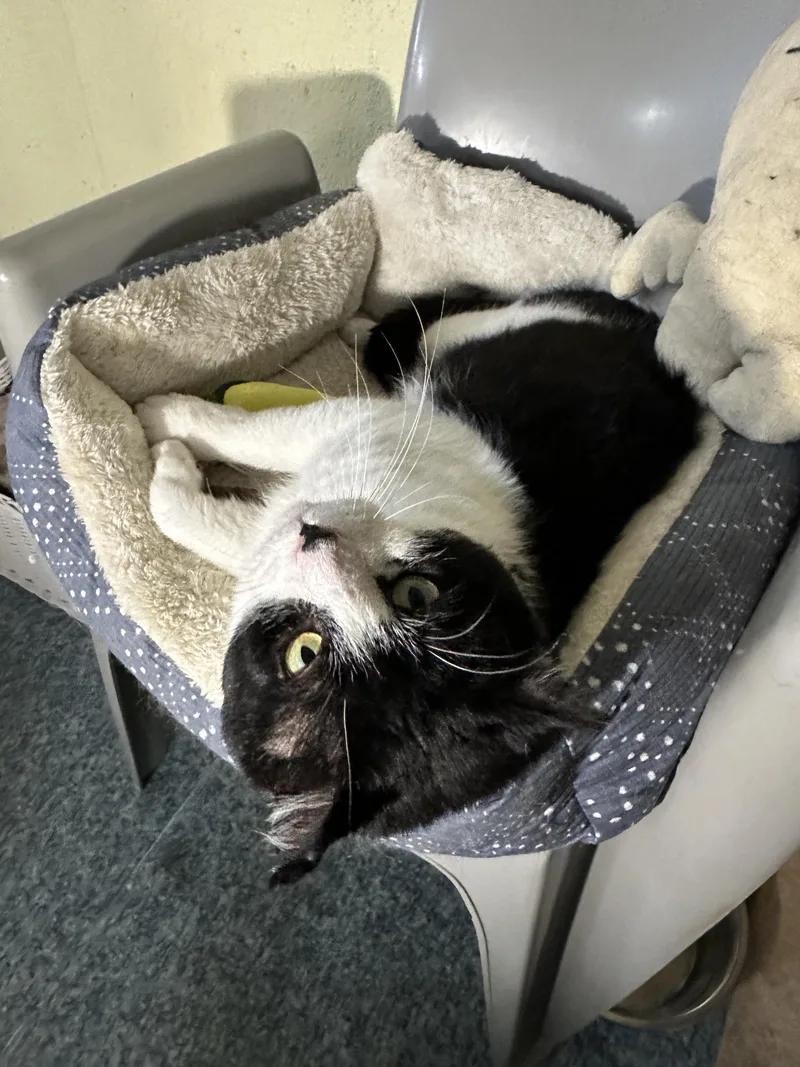 A senior large-sized male Black & White / Tuxedo Domestic Short Hair cat named Uno for adoption in Anchorage, AK