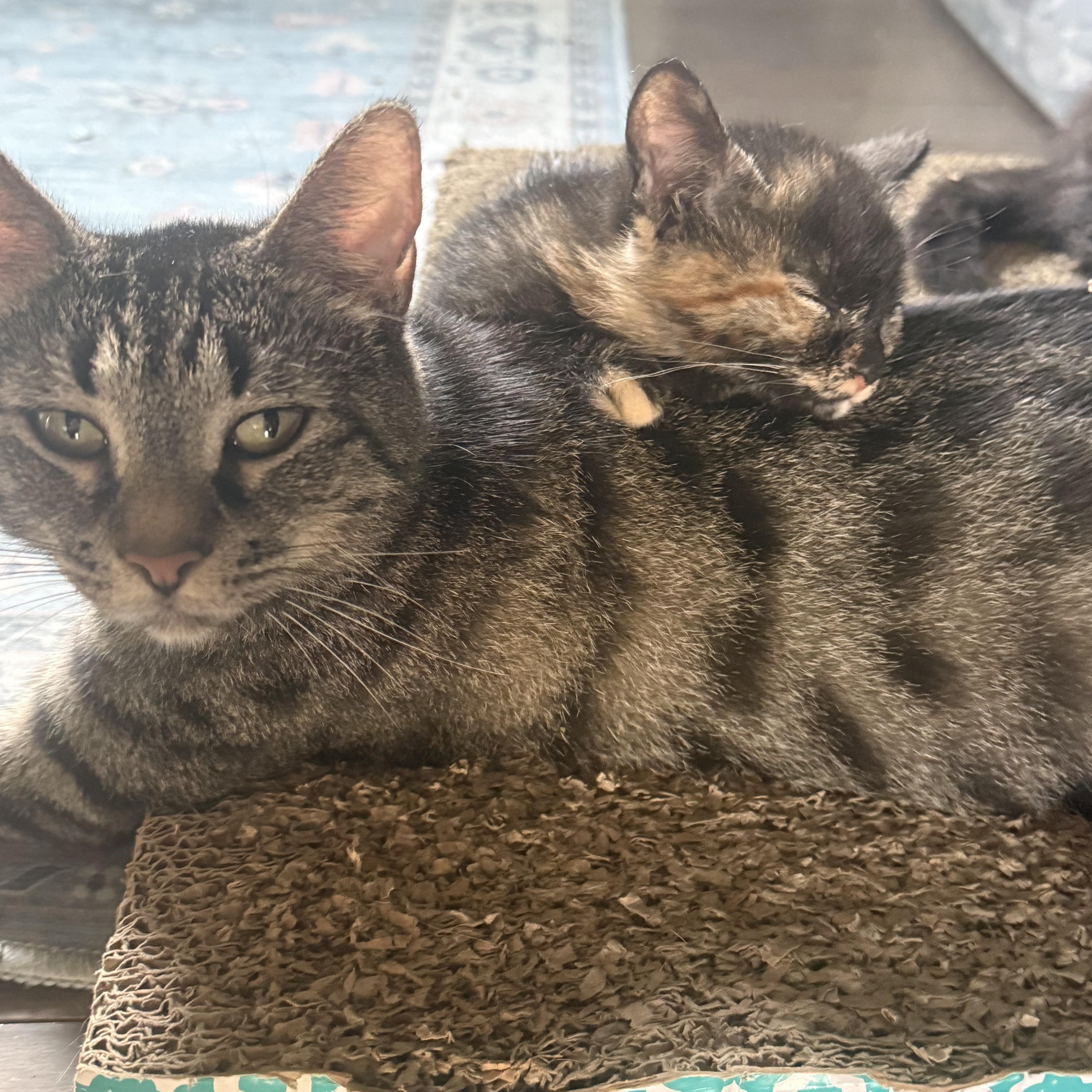 An adult medium-sized female Tabby (Gray / Blue / Silver) Domestic Short Hair cat named Kit Kat for adoption in Hickory, NC