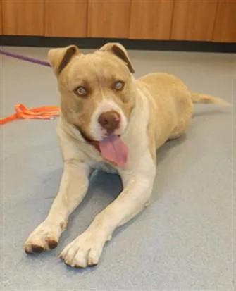 An adult large-sized male Pit Bull Terrier dog named Yogi for adoption in San Jose, CA