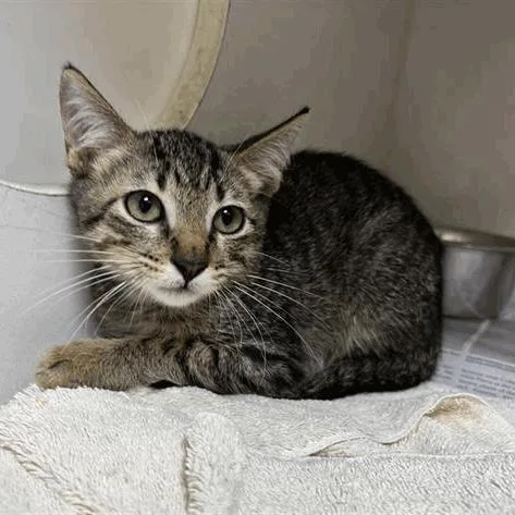 A baby small-sized male Brown / Chocolate Domestic Short Hair cat named Glenn for adoption in Houston, TX