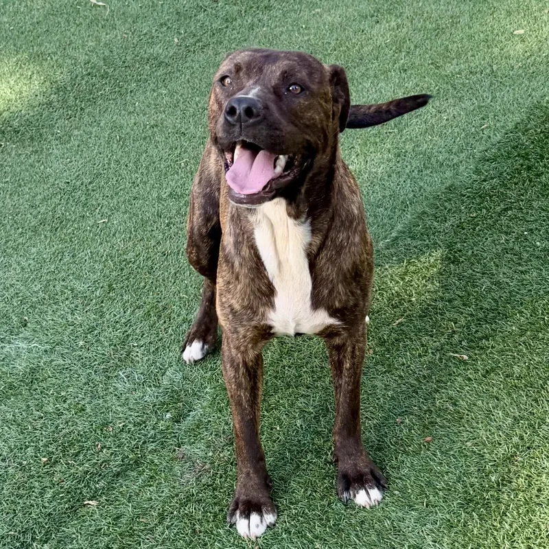 A young medium-sized female Brindle Pit Bull Terrier dog named Maggie for adoption in Pelham, NH