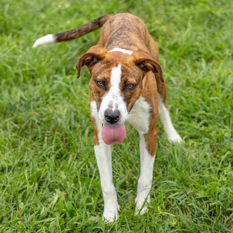 A young medium-sized male Brown / Chocolate Labrador Retriever dog named Wyatt for adoption in Newark, DE