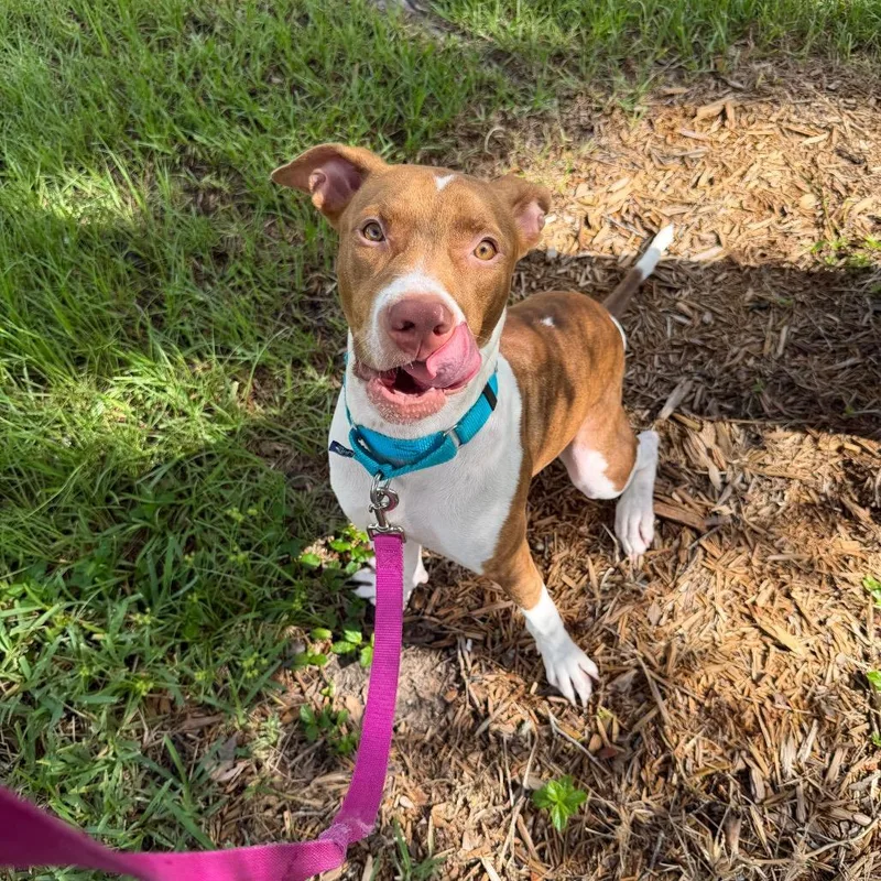 A young medium-sized female White / Cream Terrier dog named Faith for adoption in Tampa, FL