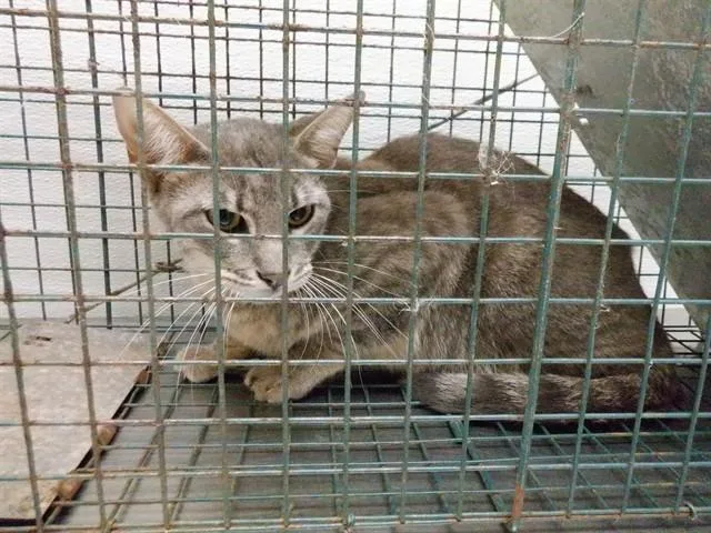A young small-sized male Domestic Short Hair cat named Smokey for adoption in Oroville, CA