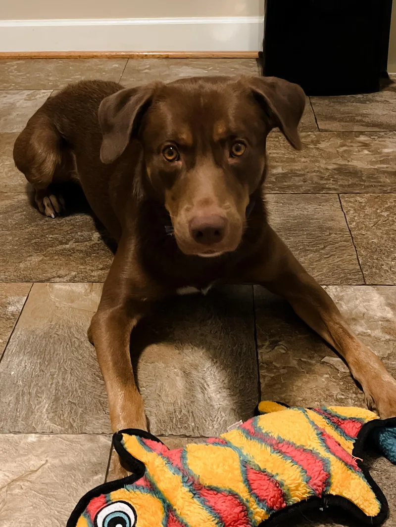 An adult medium-sized male Shepherd dog named Moose for adoption in Oswego, IL