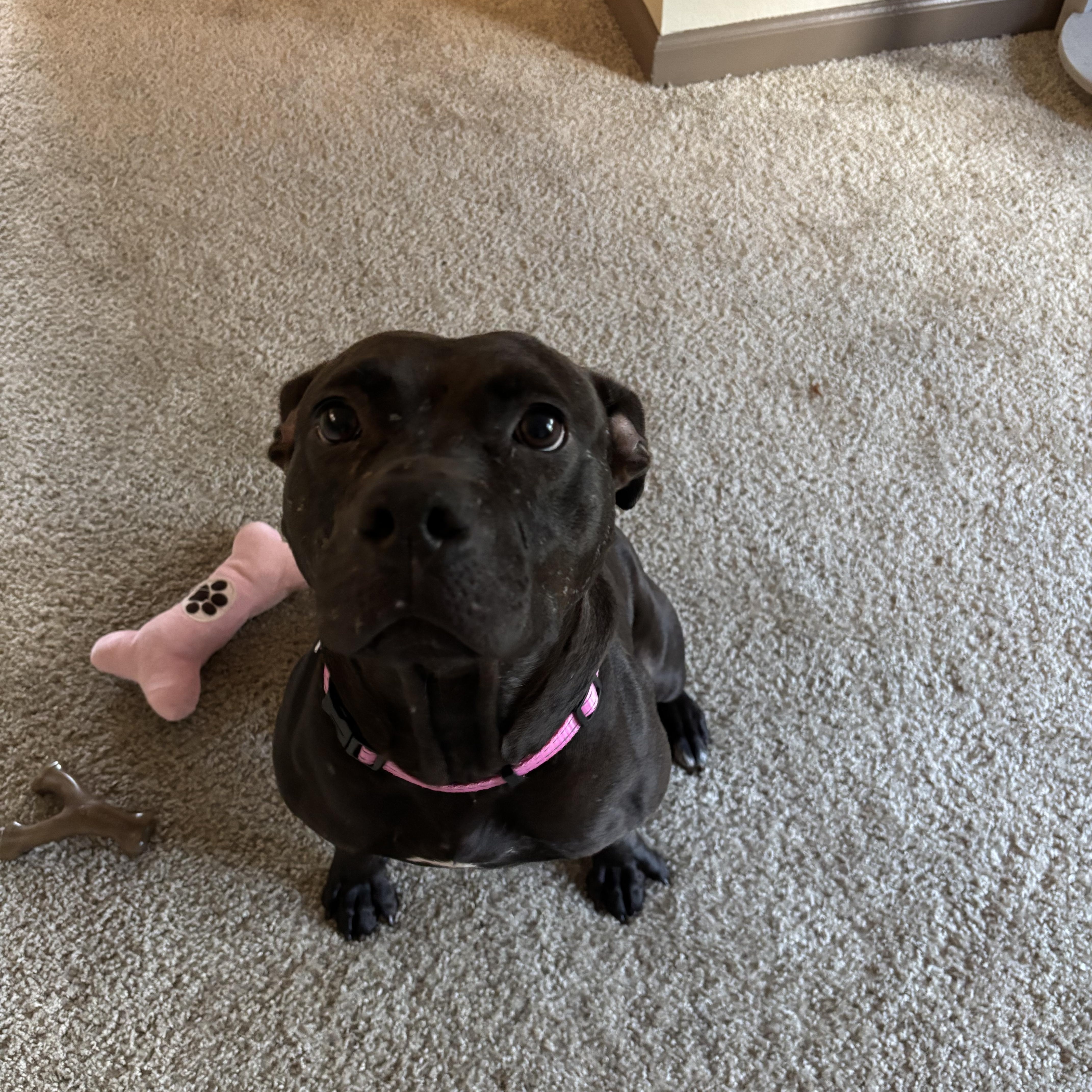 An adult medium-sized female Mixed Breed dog named Colette for adoption in tampa, FL