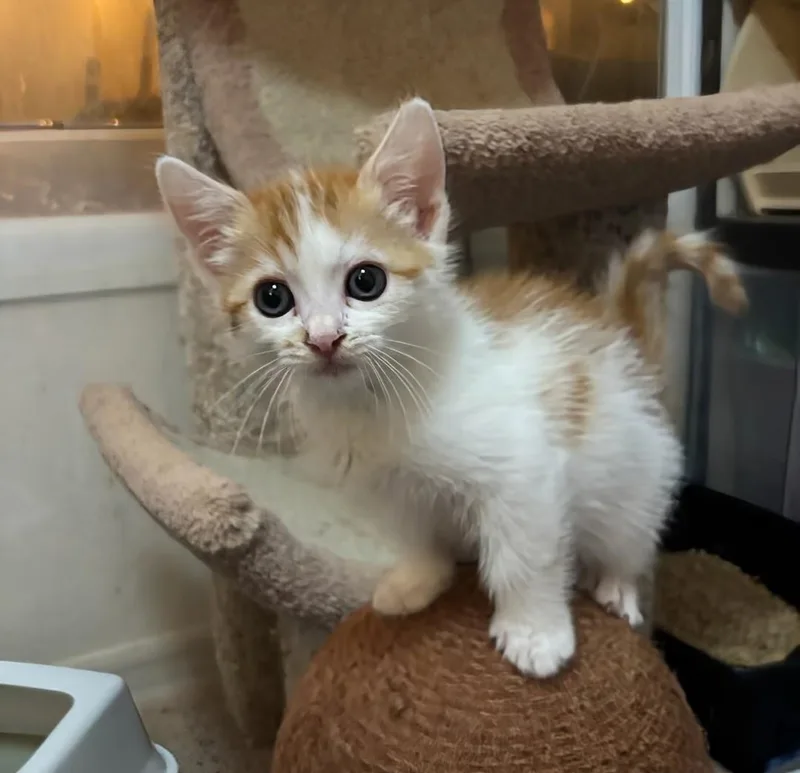 A baby medium-sized male Orange & White Tabby cat named Onion for adoption in San Juan Capistrano, CA