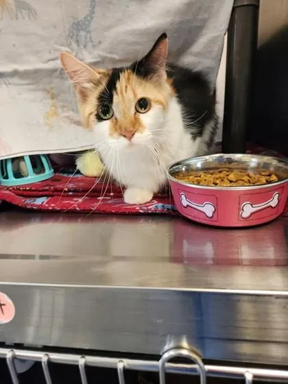 An adult medium-sized female Domestic Medium Hair cat named Galadriel for adoption in Independence, MO