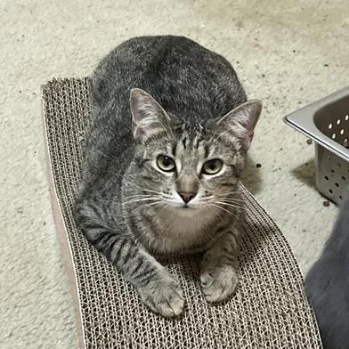 A baby small-sized female Tabby (Gray / Blue / Silver) Domestic Short Hair cat named Kiwi for adoption in Liverpool, TX