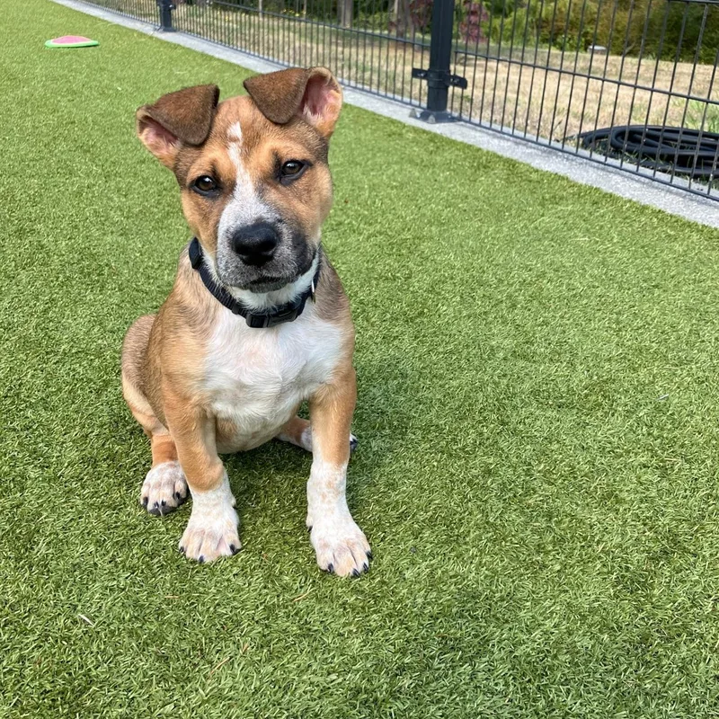 A baby large-sized female Yellow / Tan / Blond / Fawn Australian Cattle Dog / Blue Heeler dog named Helen for adoption in Friday Harbor, WA