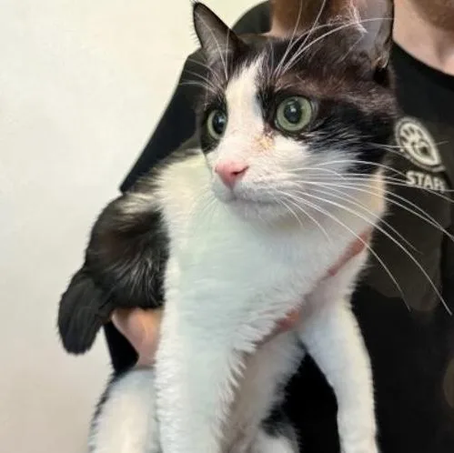 An adult large-sized male Black Domestic Short Hair cat named Stergie for adoption in Elyria, OH