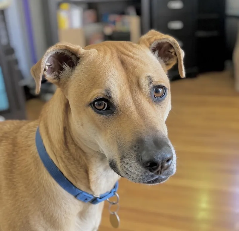 Willow Scooby Doo thumbnail 2