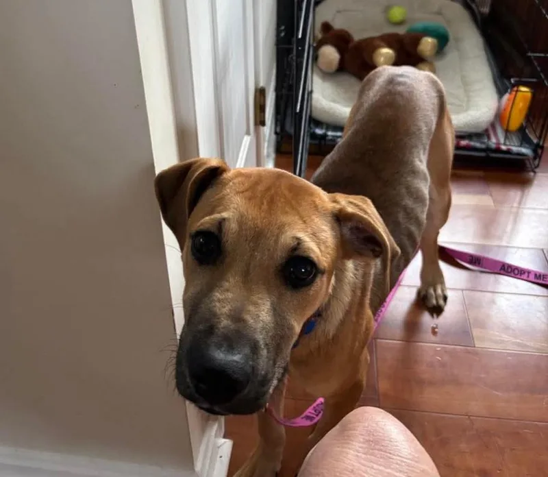 Willow Scooby Doo thumbnail 4