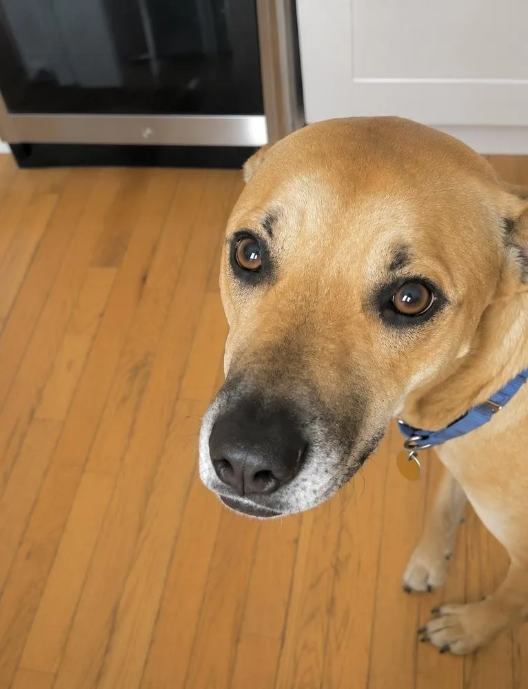Willow Scooby Doo thumbnail 6