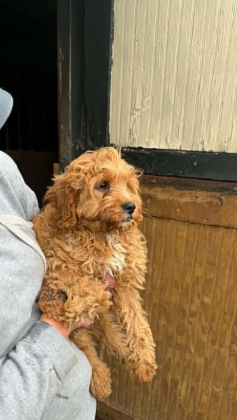 Archie