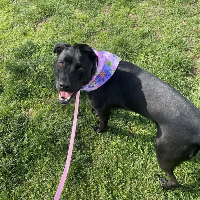 Hazel May thumbnail 3