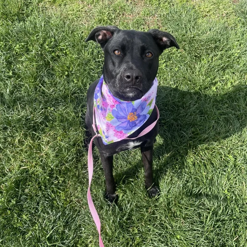 Hazel May thumbnail 4