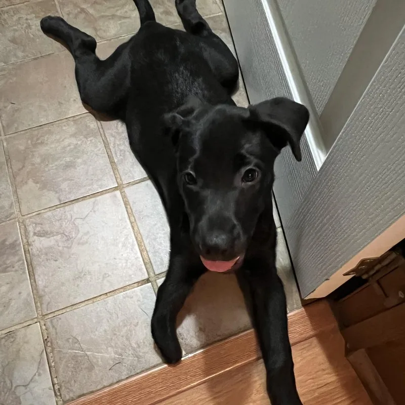 A baby small-sized female Black Border Collie dog named Lupine for adoption in Austin, TX