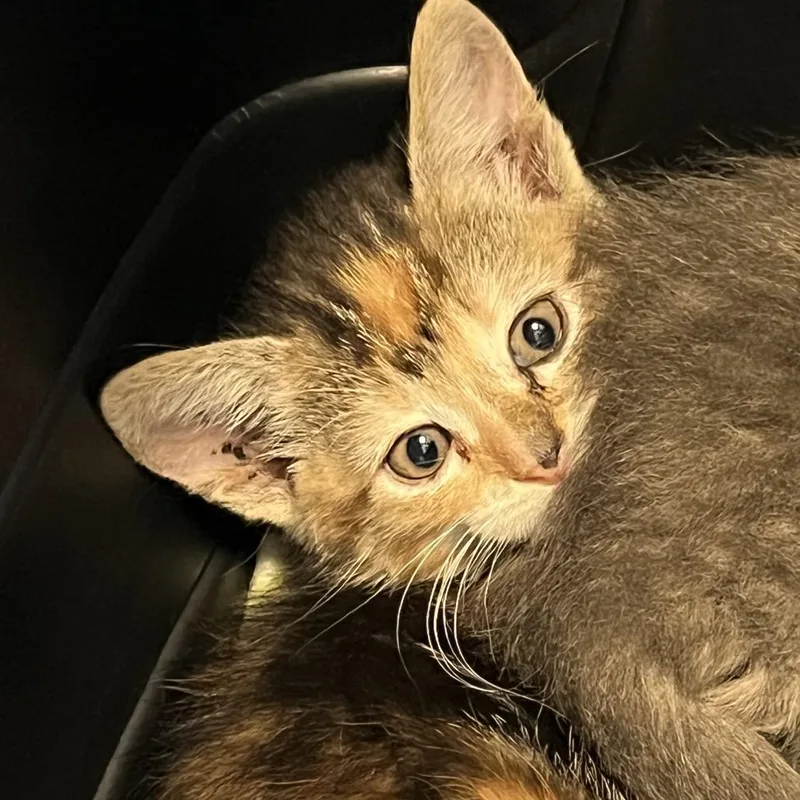 A baby small-sized female Torbie Domestic Short Hair cat named Miss Scarlett for adoption in Greensboro, NC