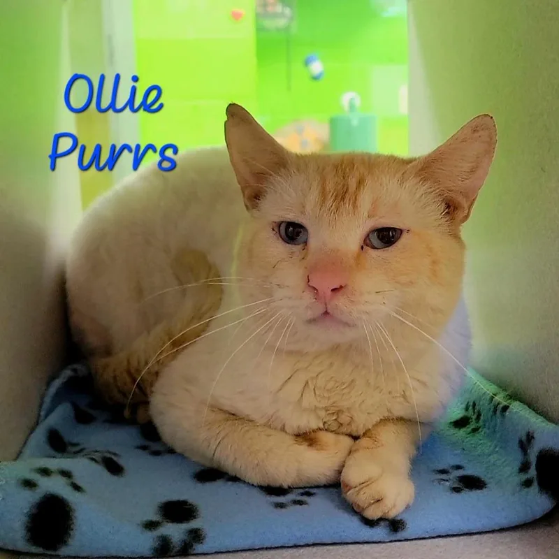 An adult medium-sized male Flame Point Siamese cat named Ollie Purrs for adoption in Parkersburg, WV