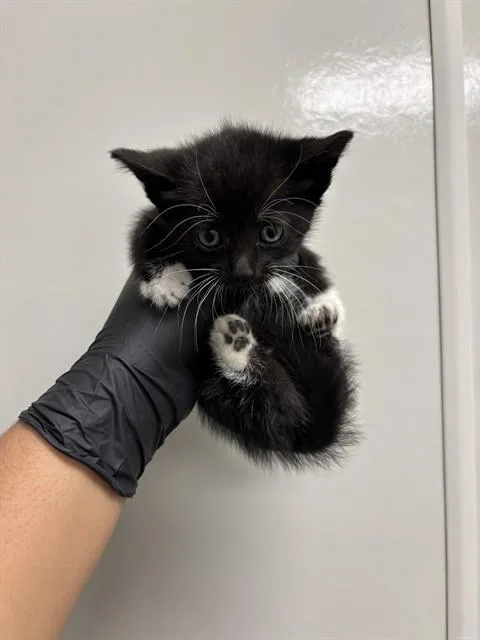 A baby small-sized female Domestic Short Hair cat named Meeny for adoption in Ontario, CA