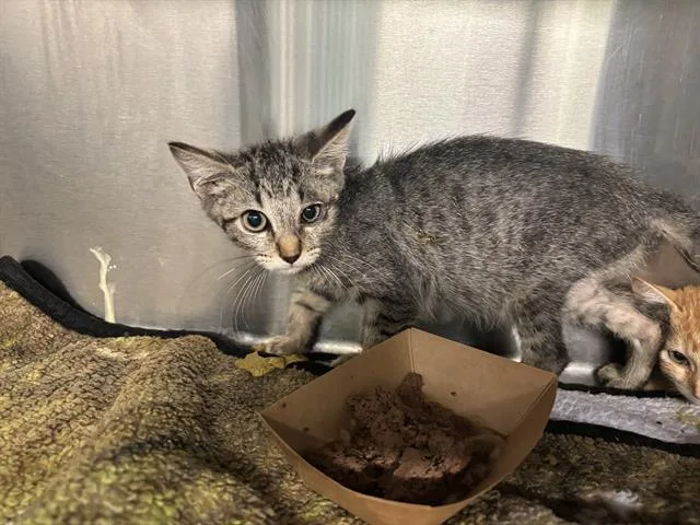 A baby small-sized male Domestic Short Hair cat named Tim for adoption in Grand Prairie, TX