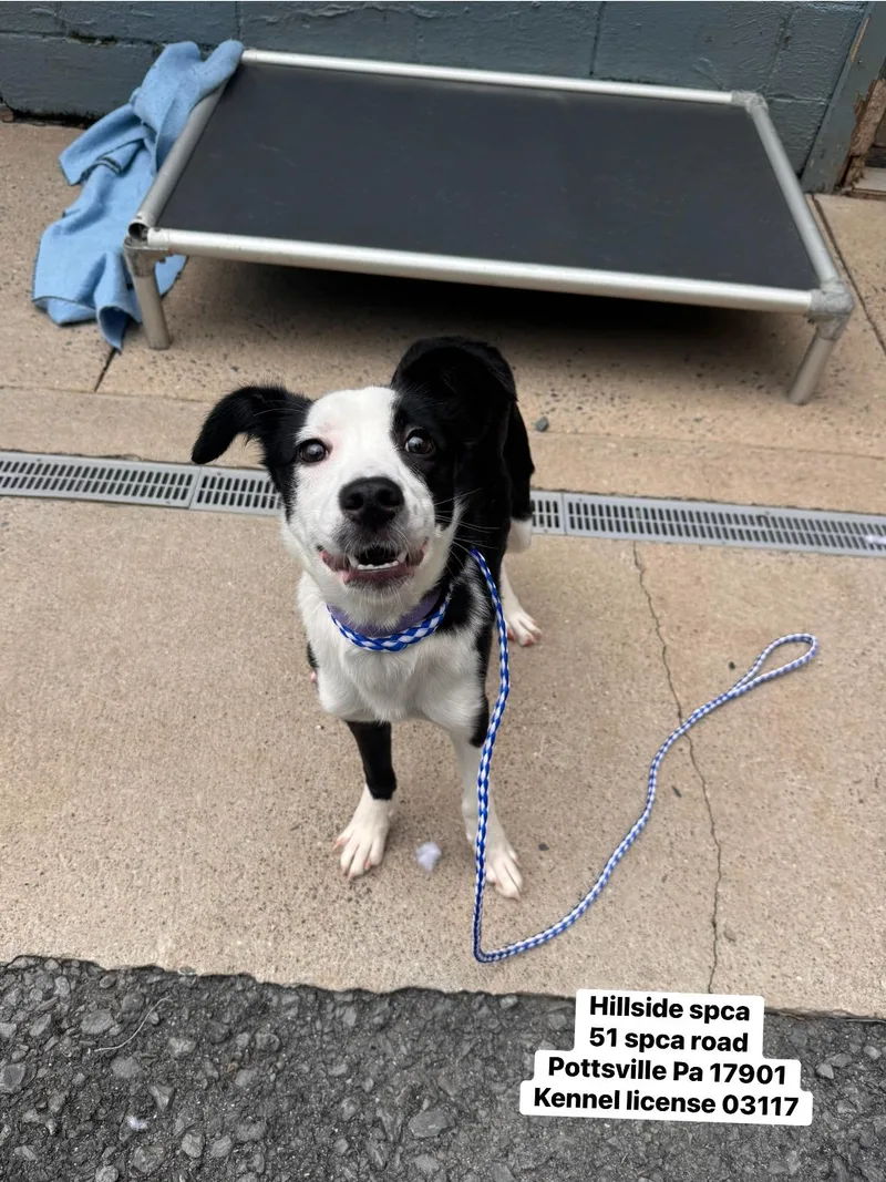A baby medium-sized female Black Border Collie dog named Harley for adoption in Pottsville, PA