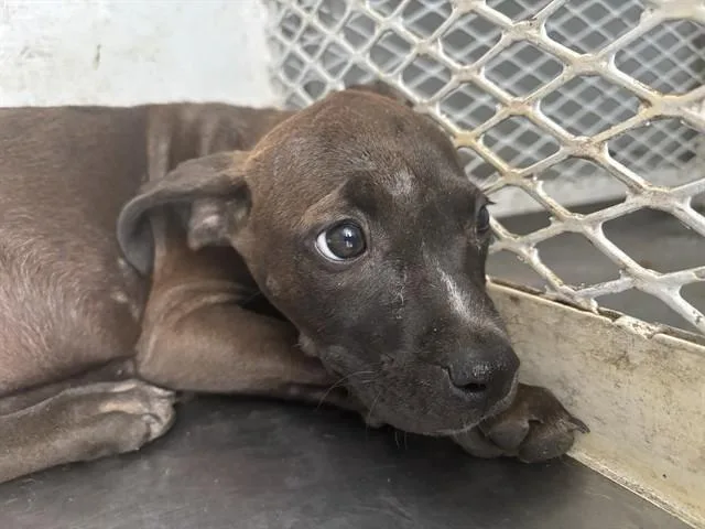 A baby small-sized female Pit Bull Terrier dog named Jupiter for adoption in Bakersfield, CA