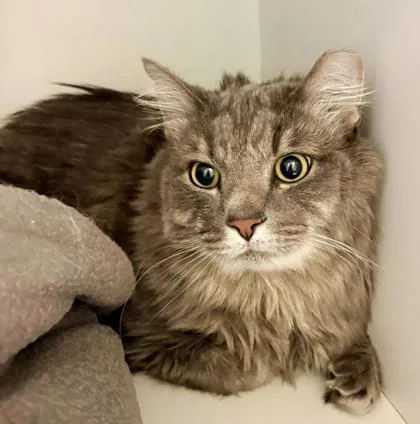 An adult large-sized male Domestic Medium Hair cat named Marshmallow for adoption in Fairfax, VA