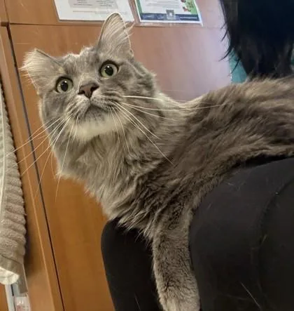 Marshmallow thumbnail 2