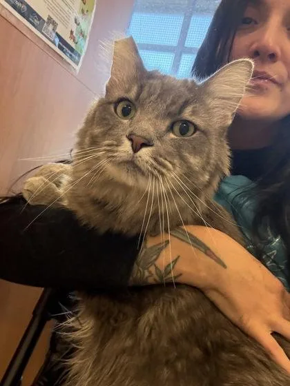 Marshmallow thumbnail 3