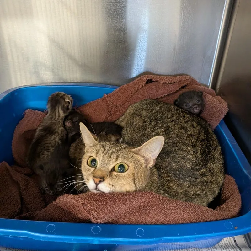 A young medium-sized female Brown / Chocolate Domestic Short Hair cat named Meadow for adoption in Lynchburg, VA