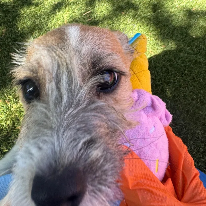 Millie thumbnail 3