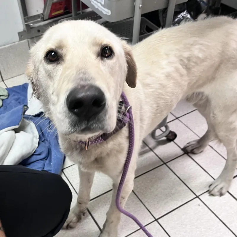 An adult large-sized male Yellow / Tan / Blond / Fawn Mixed Breed dog named Snowman for adoption in Charleston, WV