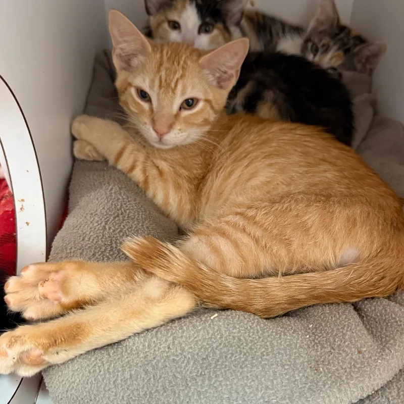 A baby small-sized male Orange / Red Domestic Short Hair cat named Meowth for adoption in Salt Lake City, UT