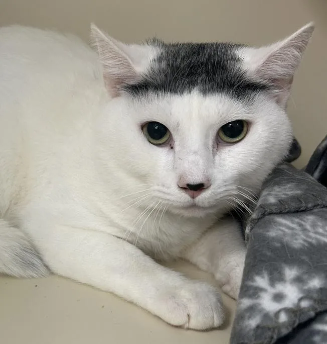 An adult medium-sized male Black & White / Tuxedo Domestic Short Hair cat named Russell for adoption in Elmsford, NY