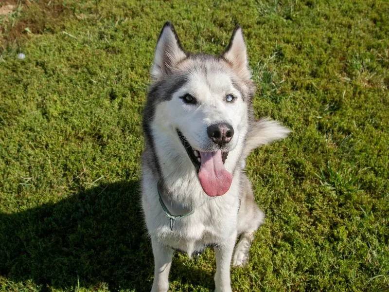 Balto