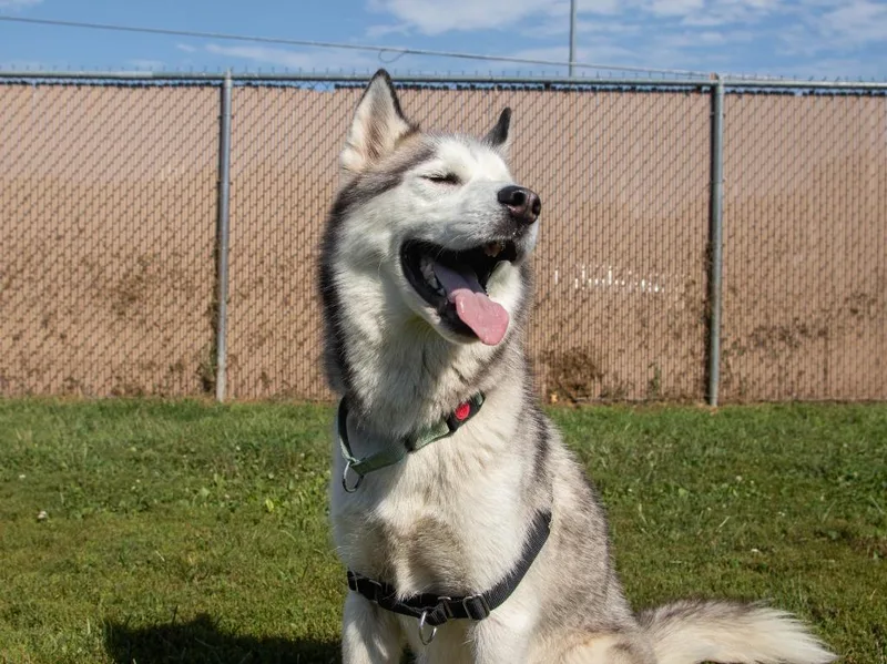 Balto thumbnail 5