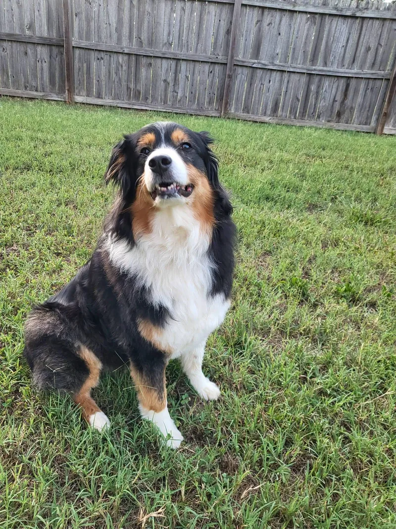 Gracie