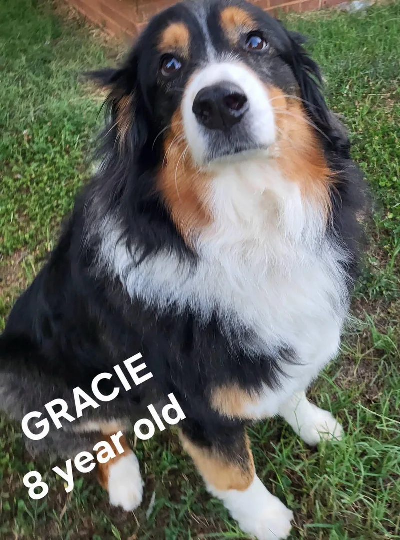 Gracie thumbnail 3