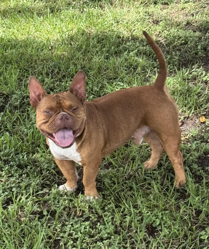 Gizmo