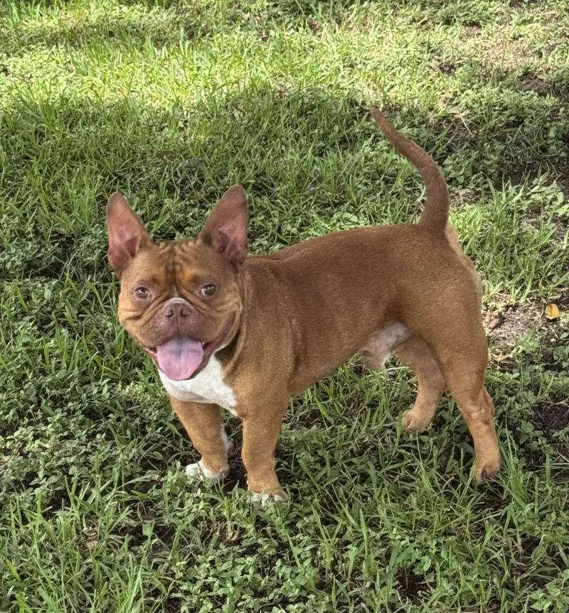 Gizmo thumbnail 4