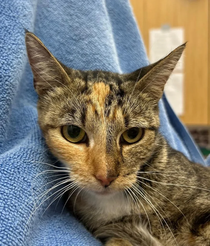 A young small-sized female Domestic Short Hair cat named Lorelai for adoption in Hartsville, SC