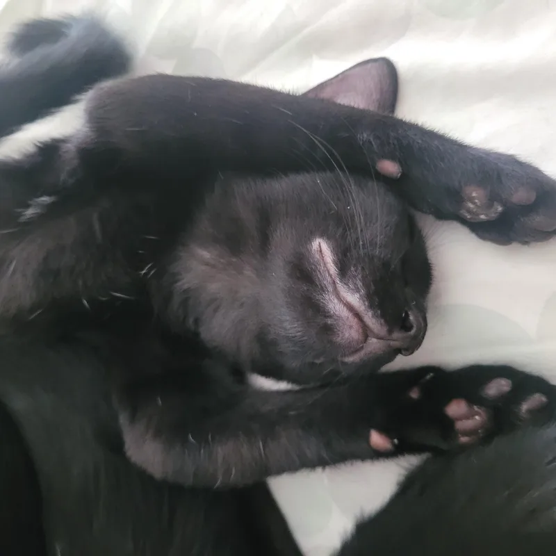 A baby large-sized male Black Domestic Short Hair cat named Neptune for adoption in Woodland Hills, CA
