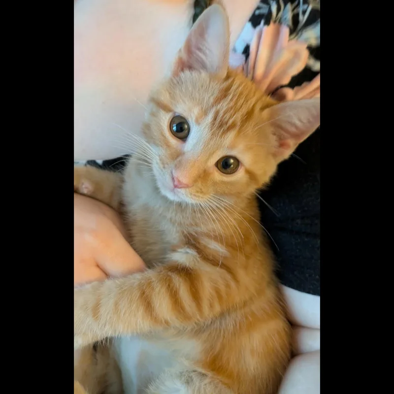 A baby medium-sized male Tabby (Orange / Red) Tabby cat named Carnitas for adoption in Fairborn, OH