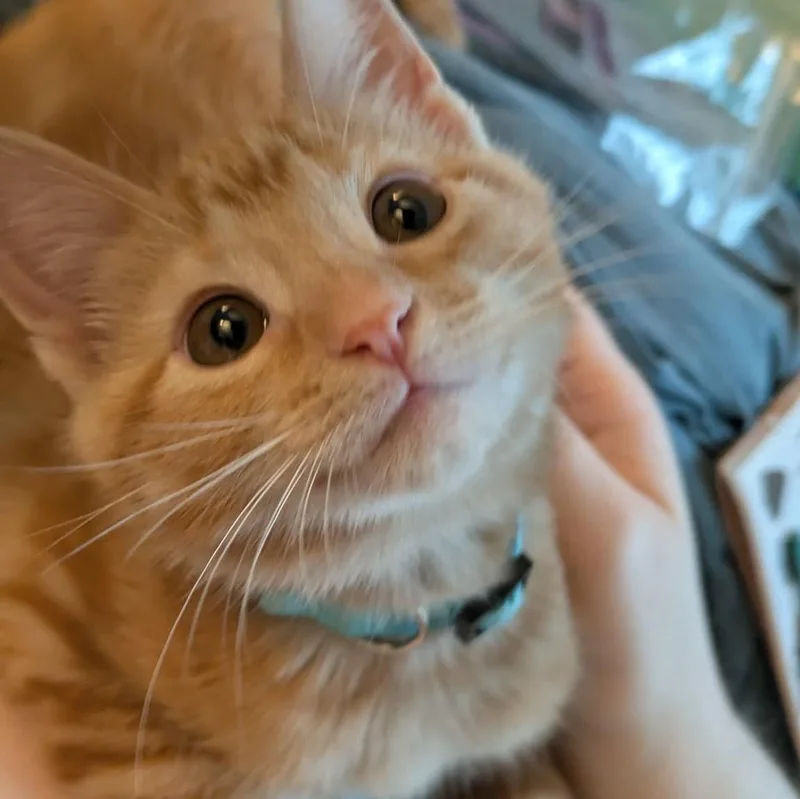 Carnitas thumbnail 4
