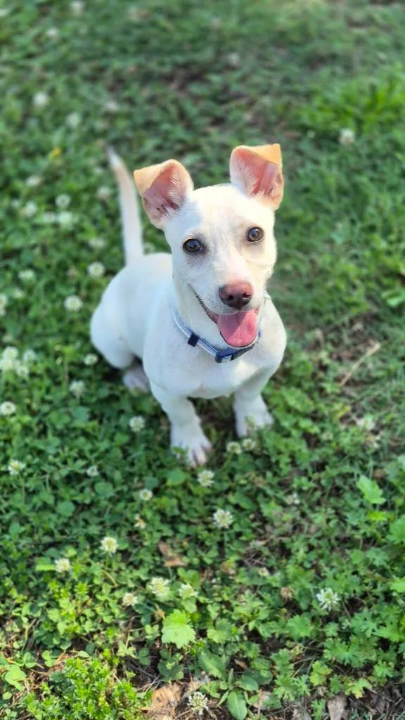 A baby medium-sized male Mixed Breed dog named Fynn for adoption in Fond Du Lac, WI